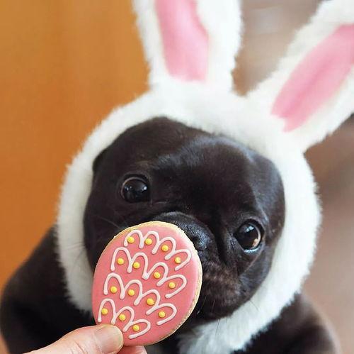 法斗吃瓜完整视频,萌宠欢乐时光大盘点