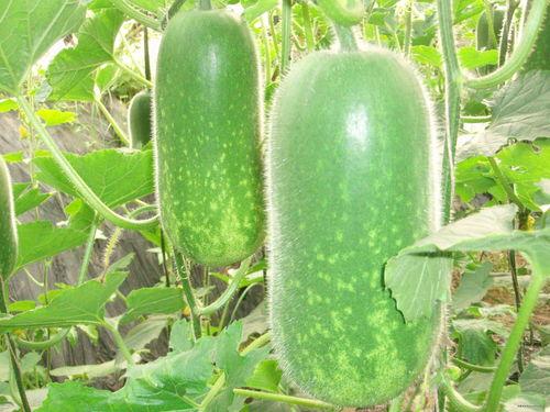 温州吃瓜新闻视频大全,趣味事件尽收眼底