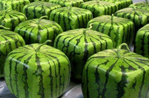 一些吃瓜视频去哪里找到,深度解析