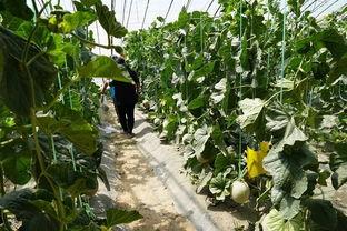 葡萄园吃瓜群众视频,揭秘吃瓜群众的欢乐时光