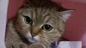 吃瓜视频飞天喵,揭秘吃瓜视频中的神秘网红