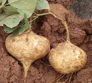 土瓜经常吃会咋样呀视频,揭秘日常饮食中的健康秘密