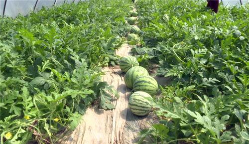 新沂近期吃瓜事件视频,揭秘背后真相与网络舆论风暴