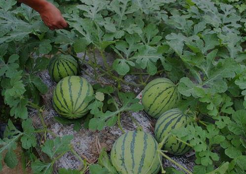 山西某师范吃瓜视频,揭秘校园生活趣闻