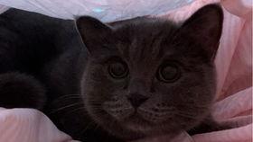 给小猫吃瓜视频大全集免费观看,小猫吃瓜视频大全集免费赏鉴